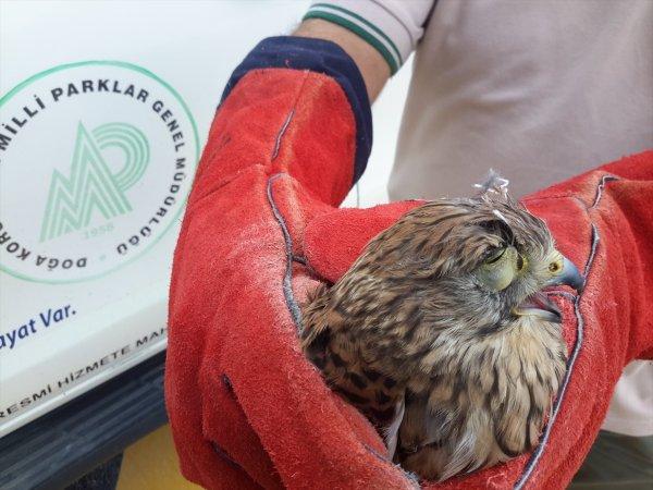 Şahin avı için kerkenezin göz kapaklarını diktiler