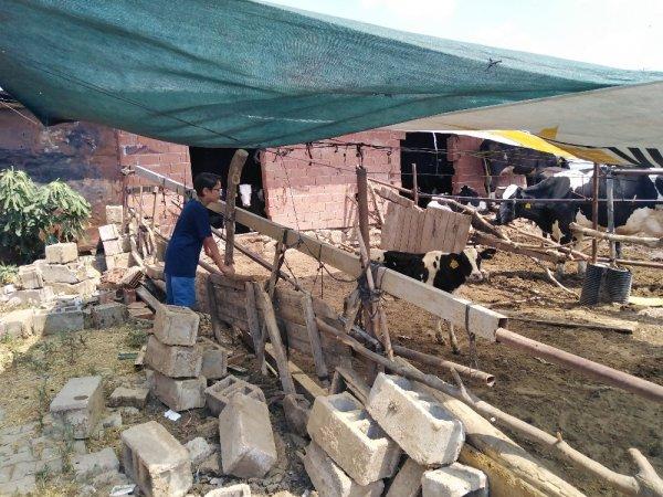 Hayvanları tanıtan 12 yaşındaki Mehmet fenomen oldu