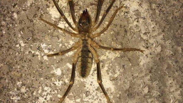 Kulağındakini su zannetti, örümcek çıktı