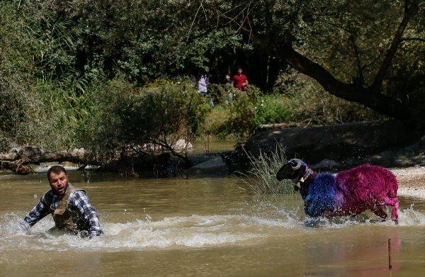 Sudan Koyun Geçirme Yarışması'nın 846.'sı yapıldı