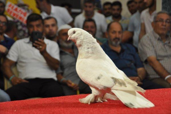 Adıyaman'da otomobil fiyatına güvercinler sergilendi