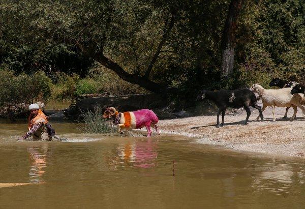 Sudan Koyun Geçirme Yarışması'nın 846.'sı yapıldı