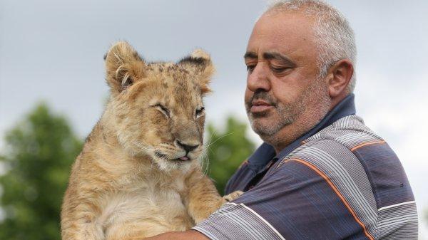 Kayseri'de annesinin reddettiği aslana bakıcı şefkati