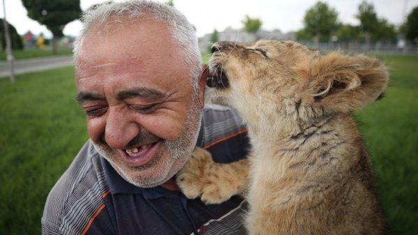 Kayseri'de annesinin reddettiği aslana bakıcı şefkati