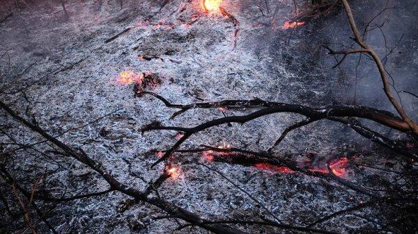 Brezilya Amazonlar'daki yangına yardım etmeyi reddeti