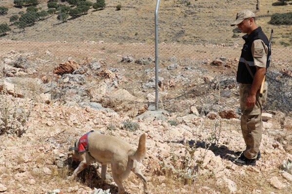 Cingöz ve Miki teröristlerin korkulu rüyası haline geldi