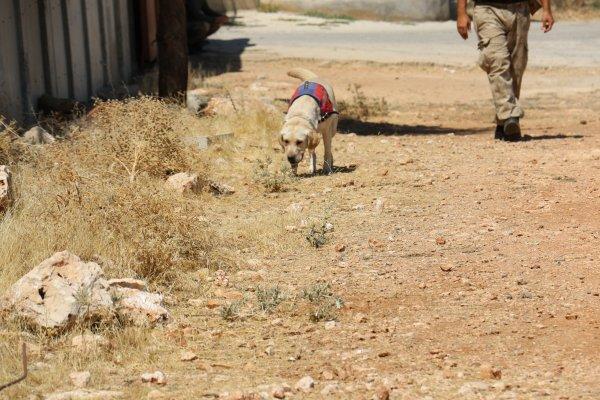 Cingöz ve Miki teröristlerin korkulu rüyası haline geldi