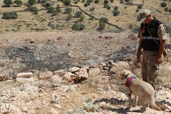 Cingöz ve Miki teröristlerin korkulu rüyası haline geldi