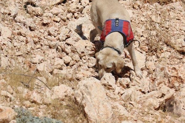 Cingöz ve Miki teröristlerin korkulu rüyası haline geldi