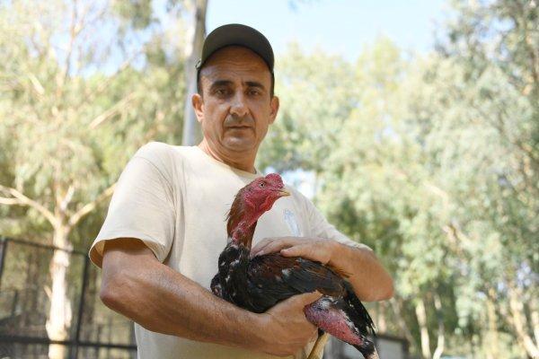 Mersin'de dövüşler için horozlara işkence yaptılar