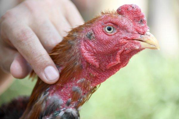 Mersin'de dövüşler için horozlara işkence yaptılar