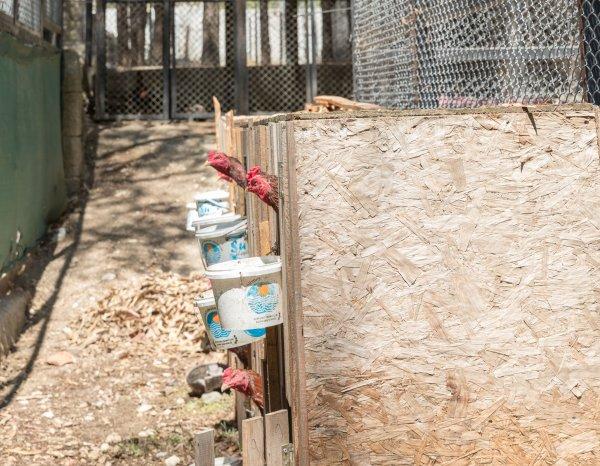 Mersin'de dövüşler için horozlara işkence yaptılar