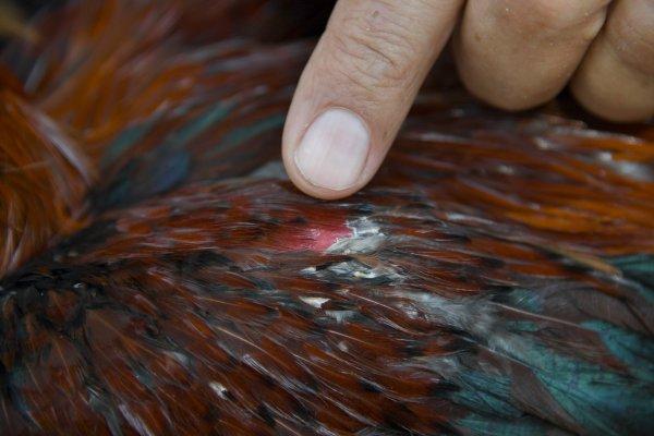 Mersin'de dövüşler için horozlara işkence yaptılar