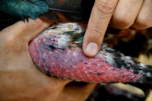 Mersin'de dövüşler için horozlara işkence yaptılar