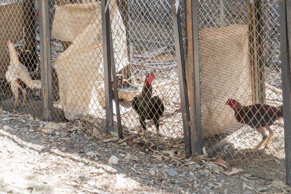 Mersin'de dövüşler için horozlara işkence yaptılar