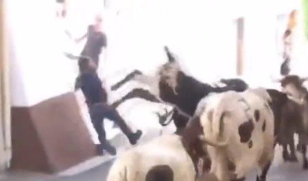 İspanya'da boğa çifte attığı adamı devirdi