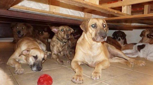 Kasırgadan kaçan 97 köpeği evine aldı