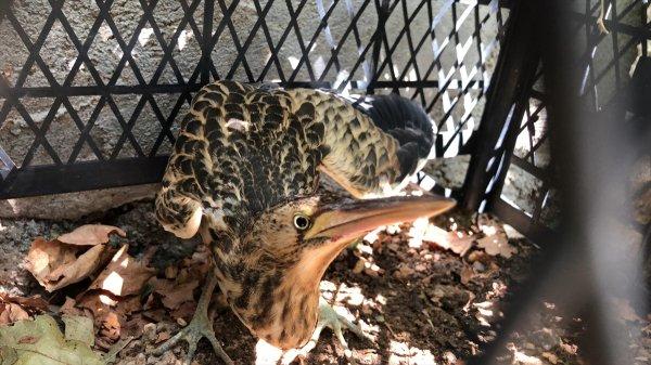 Dünyada nesli tükenmekte olan kuş Adıyaman'da bulundu