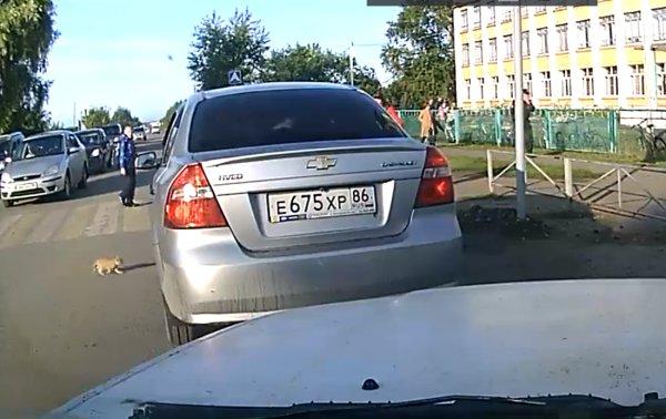 Yavru kediyi görmeyen Rus sürücü kediyi eziyordu