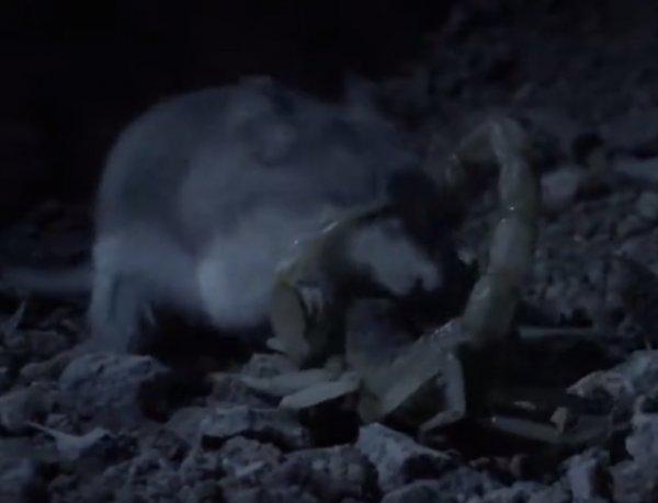 Arizona akrebi, fareye yenildi