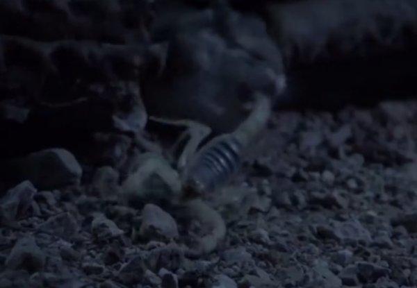 Arizona akrebi, fareye yenildi