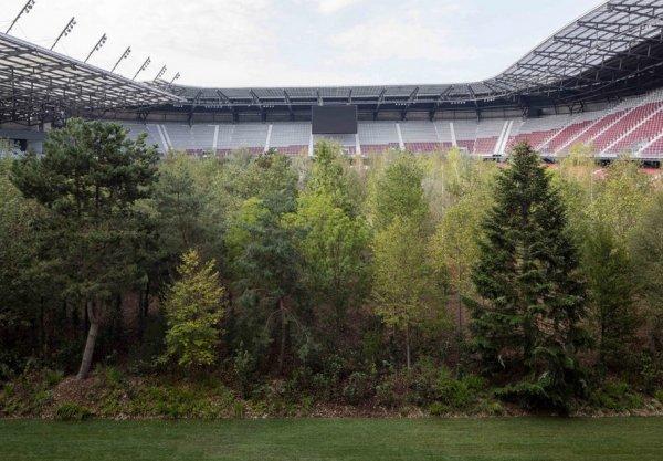 İklim değişikliğine dikkat çekmek için stada 300 ağaç