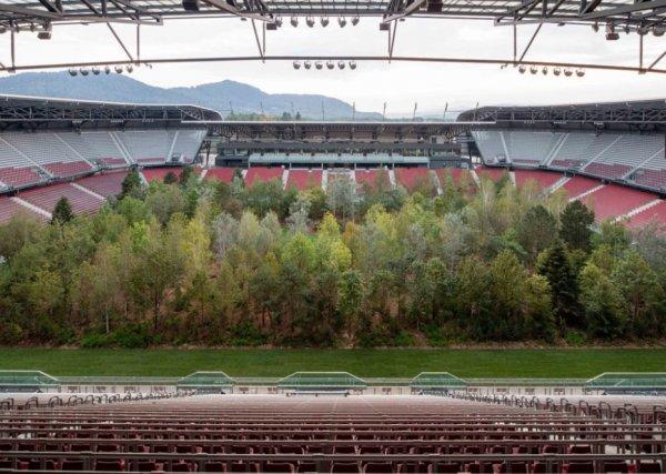 İklim değişikliğine dikkat çekmek için stada 300 ağaç