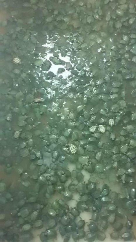 Sınır kapısında 2 bin 500 kaplumbağa bulundu