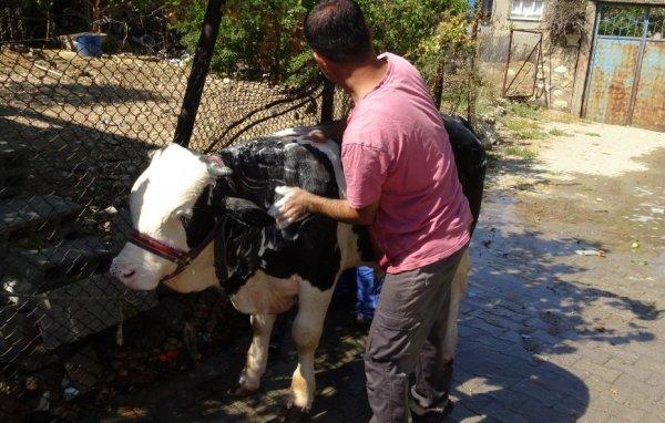 Batman'daki hayvan yıkama servisi ilgi görüyor