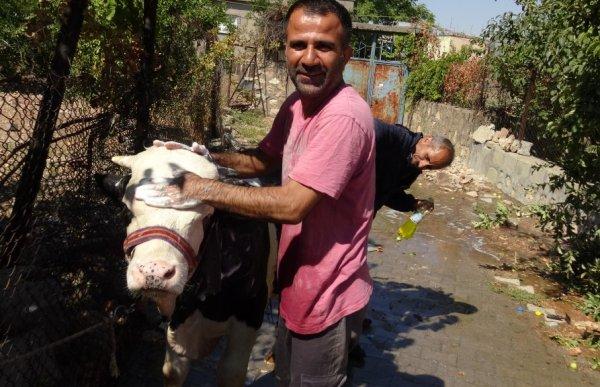 Batman'daki hayvan yıkama servisi ilgi görüyor