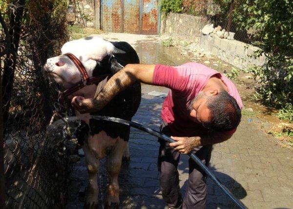 Batman'daki hayvan yıkama servisi ilgi görüyor