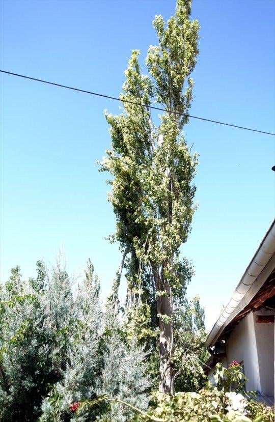 Kestiği kavak ağacının dallarına başı sıkışan kişi öldü