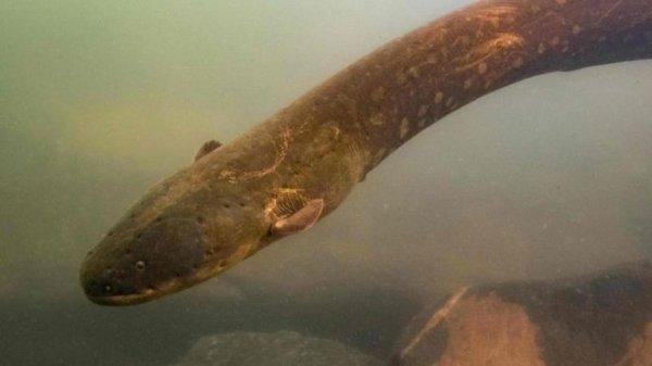 Amazon'da en fazla elektrik üreten canlı keşfedildi