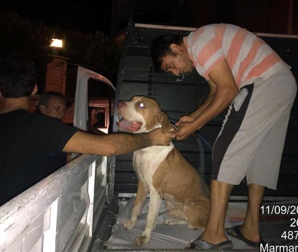 Pitbull süs köpeğini boğarak öldürdü