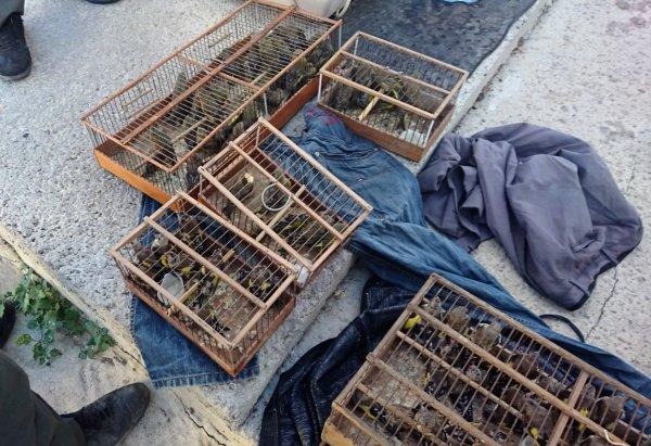 Çanakkale'de 132 bin liralık kuş avı cezası aldı