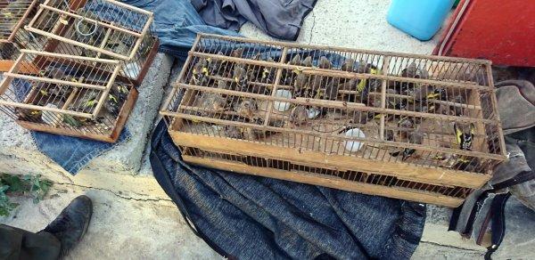 Çanakkale'de 132 bin liralık kuş avı cezası aldı