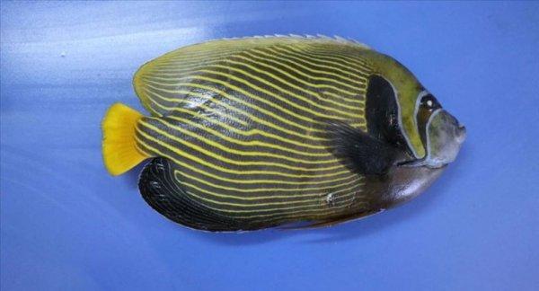 Türkiye'de ilk kez görülen balık Fenerbahçe ismini aldı