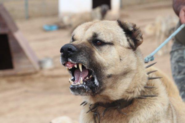 Kangal köpekler şimdi de sınırları koruyacak