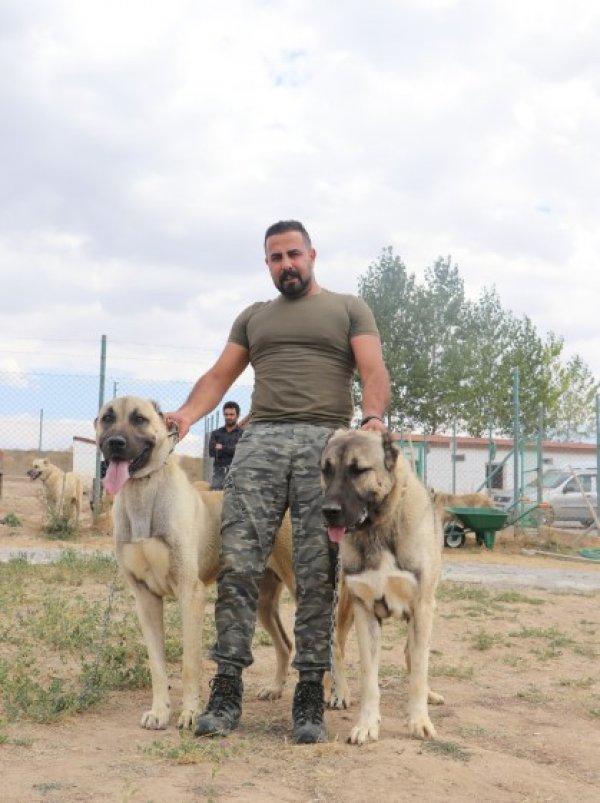 Kangal köpekler şimdi de sınırları koruyacak
