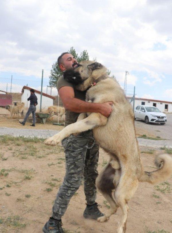 Kangal köpekler şimdi de sınırları koruyacak