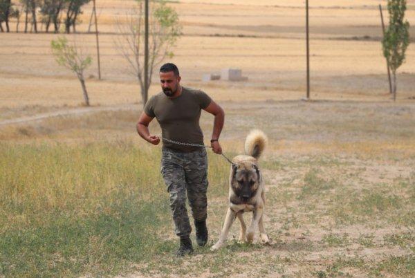 Kangal köpekler şimdi de sınırları koruyacak