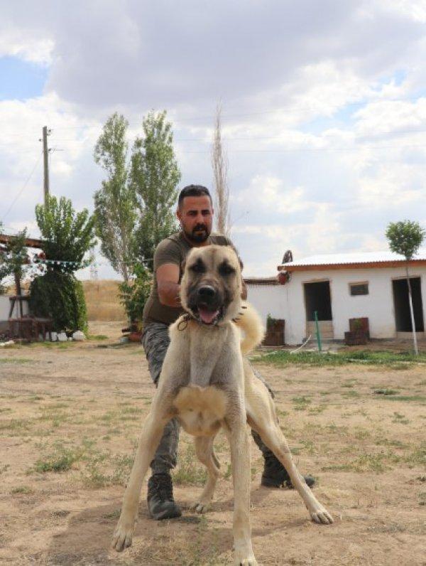 Kangal köpekler şimdi de sınırları koruyacak