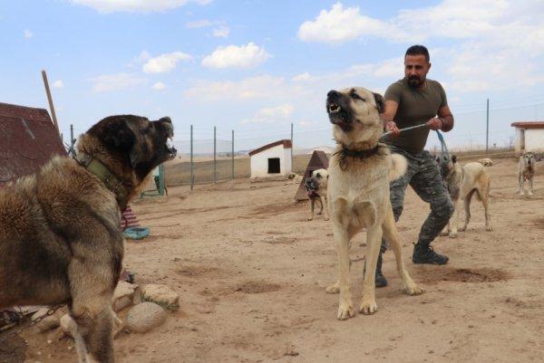 Kangal köpekler şimdi de sınırları koruyacak