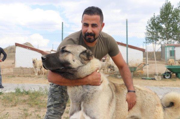 Kangal köpekler şimdi de sınırları koruyacak