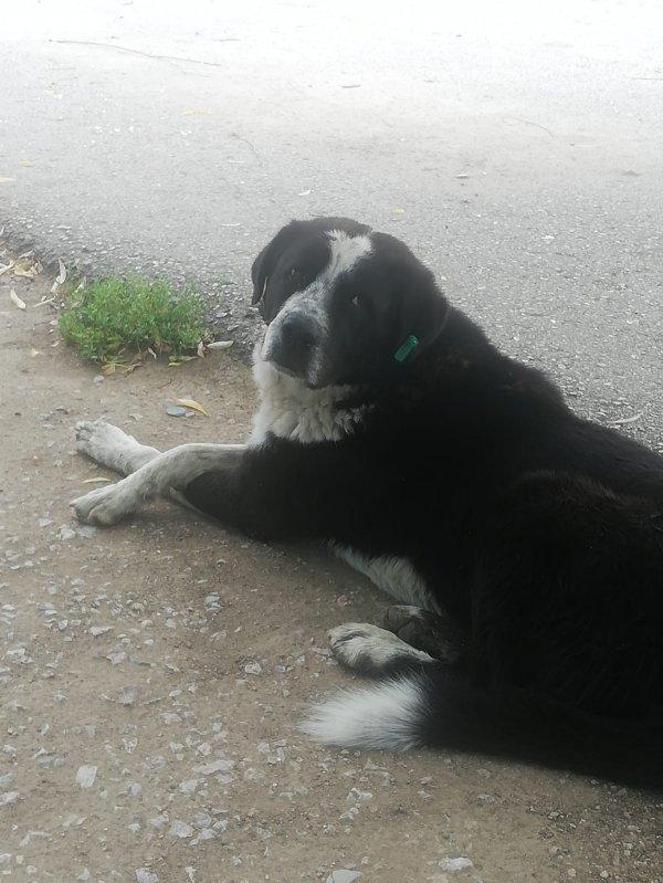 Ankara'da 3 köpeği zehirleyip kanala attılar