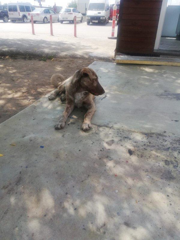 Ankara'da 3 köpeği zehirleyip kanala attılar