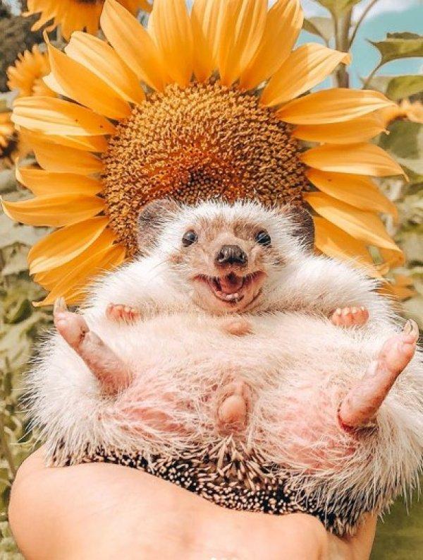 1,5 milyon takipçili dünyanın en mutlu kirpisi