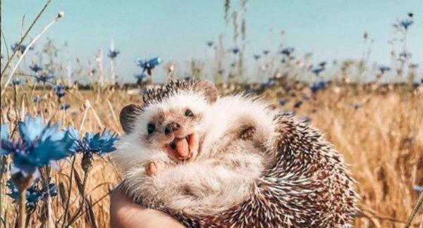 1,5 milyon takipçili dünyanın en mutlu kirpisi