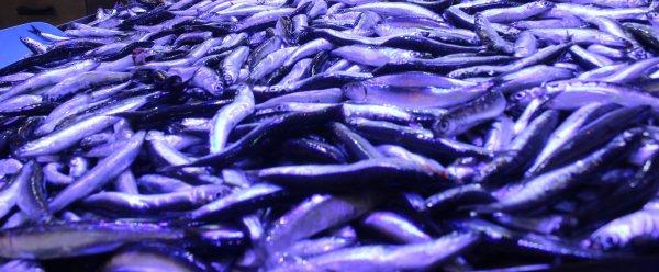 Sardalya şu an tezgahın en ucuz balığı oldu