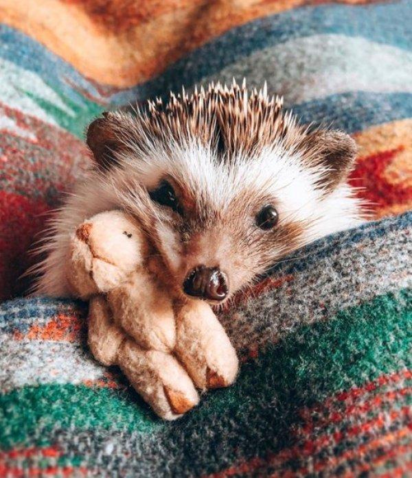 1,5 milyon takipçili dünyanın en mutlu kirpisi